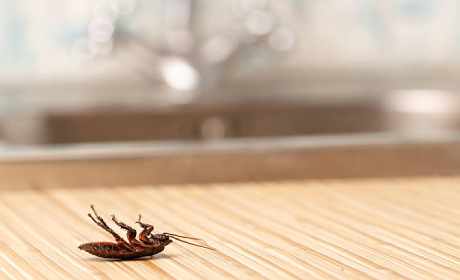 Eliminating Cockroaches From Your Home