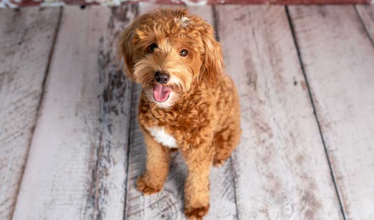 The Ultimate Guide to Golden Doodle Puppy Care